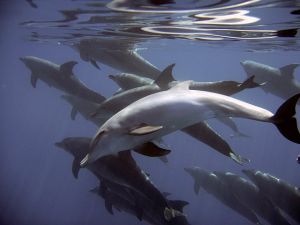 Hihetetlen! A Temzében delfinek poroszkálnak