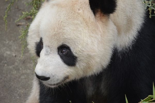 A „bérelt” pandák hazautaznak