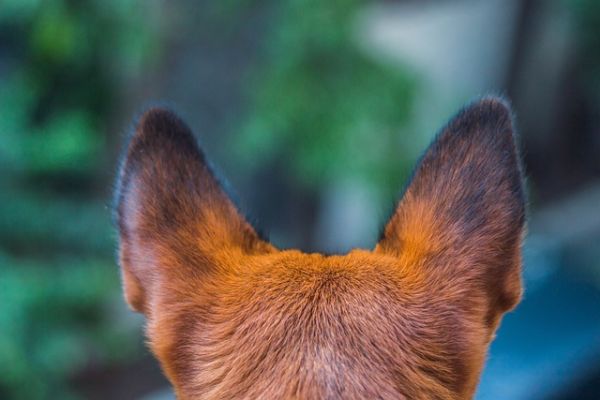 Jelnyelven kommunikál a hallássérült kutyus