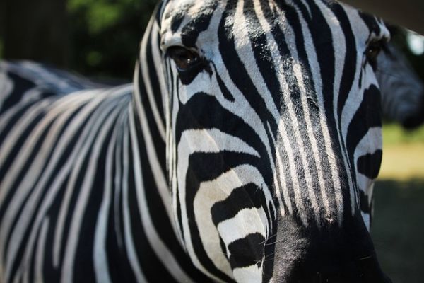 Zebra a zebrán, pedig állatkertben lett volna a helye