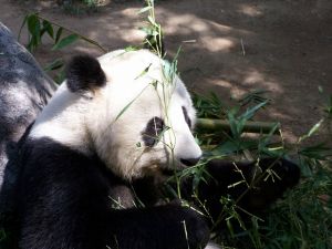 Washingtonban pandabébi született