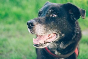 A demencia kutyák esetében is jelentkezhet