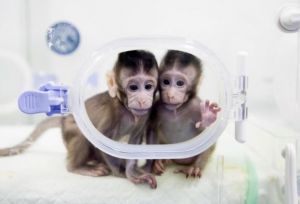 Már majmokat is klónoztak