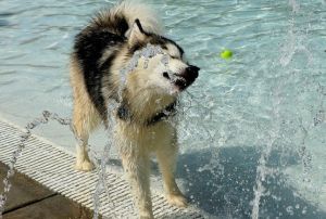 A víz talált rá a kutyára