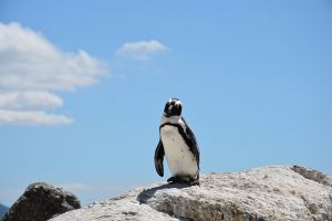 Turistáskodó pingvinek