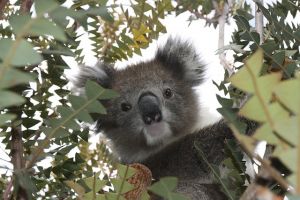 Bajban vannak a koalák