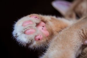 Karomápolás a macskák esetében