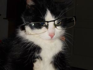 Macska segít a szemüveg kiválasztásában