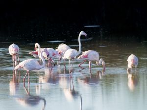 Rózsás flamingó vendégeskedik Magyarországon