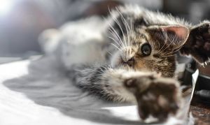 Szorult helyzetbe került egy cica Debrecenben