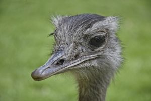 Szökött egy emu
