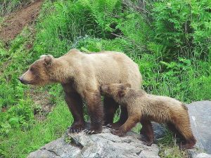 Fiatal medve tartózkodhat a hegyekben