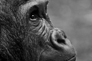 Szürkehályog keserítette a gorilla életét