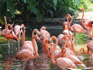 Kicsit később, de sorra születnek a flamingók