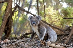 Keresőkutyák a koalák érdekében