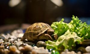 Ébredező és étvágytalan teknősök