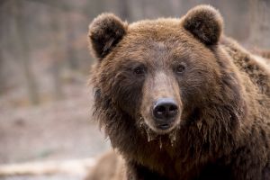 Félelemből lőtte ki a nemzeti park ismert medvéjét