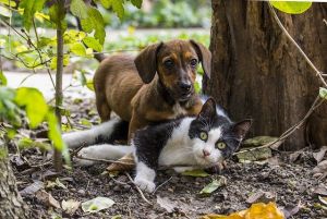 Kutya-macska barátság nincs - mondják
