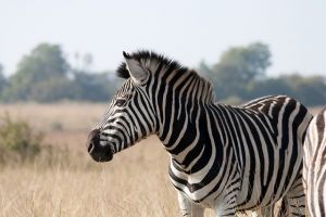 Harapós zebrát lőttek ki Amerikában