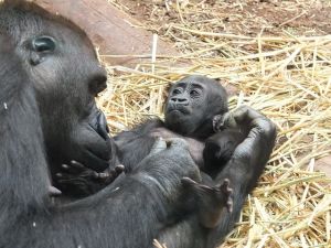 Szülői szerepben a gorillák