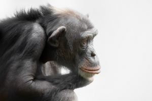Elment a legidősebb európai csimpánz