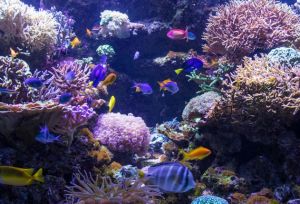Édesvízi vagy tengeri akvárium?