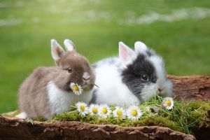 Ha húsvét, akkor nem kötelező élő állatot ajándékozni