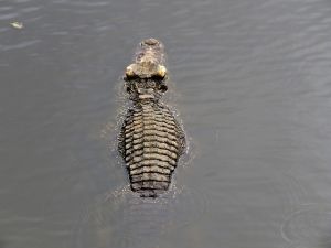 Ritka és veszélyeztetett krokodilok érkeztek