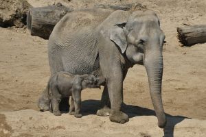 Kimani lett a kis elefánt neve