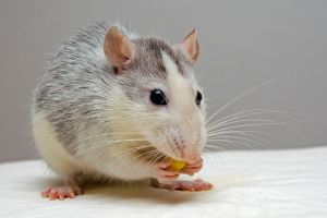 Mit ehet egy patkány és mit nem?