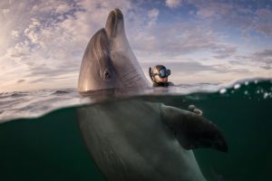Dusty a szerethető mégis veszélyes delfin