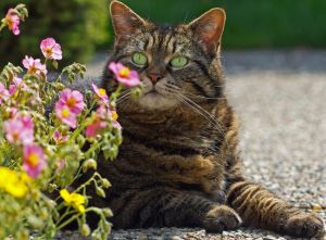 A virágoskert legyen a macska számára megközelíthetetlen