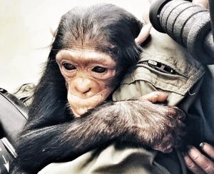 Megmentőjébe kapaszkodva menekült meg a csimpánz