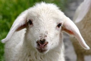 A bárányok hallgatnak és simogatást igényelnek