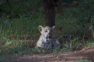 Az elhullott leopárdban megtalálták a koronavírust