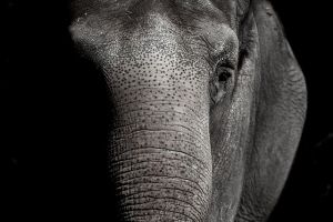 Az elpusztult elefántok ügyében nyomoznak