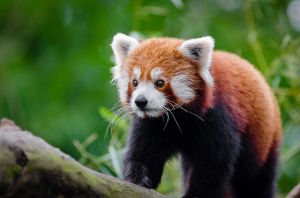 Keresik a vörös pandát