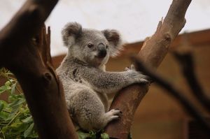 Baj van a koalák között