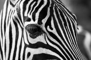 Végleges megoldást találtak a szökött zebra ügyében