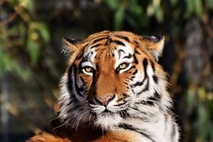 A maláj tigris örökbe fogad egy tigrist