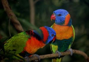 Pityókás papagájok