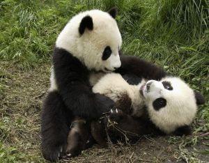 Türelemjáték pandákkal