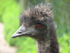 Majdnem mindenkit elvesztett maga körül az emu