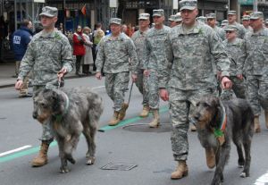 Hős kutya a katonák között