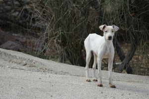 Állatvédő vegánok ítélték halálra kutyájukat