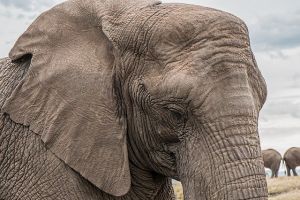 Baktérium okozta az elefántok halálát