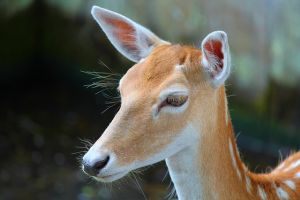 Természet- és állatbarát megoldás Japánban