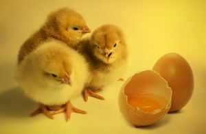 Túlélő tojások - celebek születnek