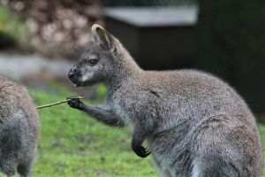 Szökésben van két kenguru