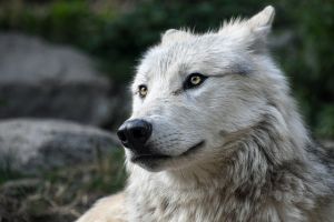 Buda környéki területen lófrál a svájci farkas